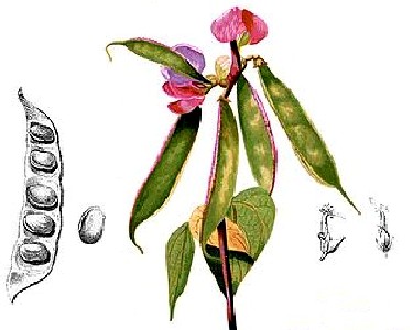 Lablab purpureus - Hyacinth Bean